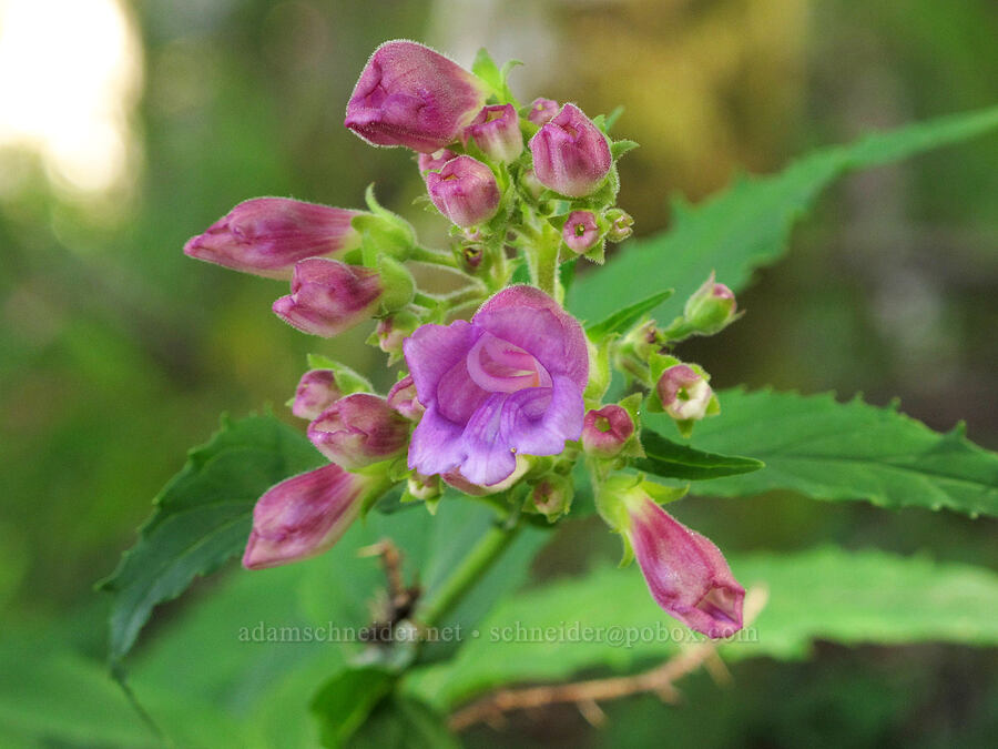 woodland beard-tongue (Nothochelone nemorosa) [Saddle Mountain Trail, Clatsop County, Oregon]