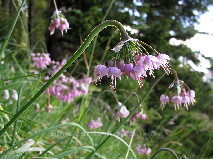 nodding onion (Allium cernuum) [Saddle Mountain Trail, Clatsop County, Oregon]