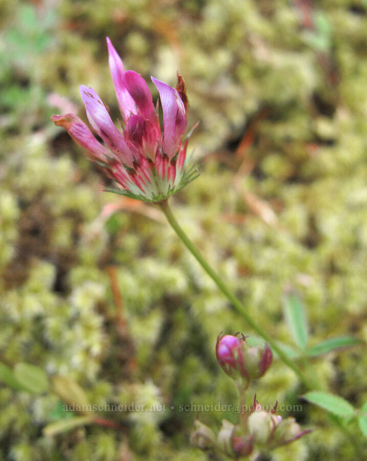 few-flowered clover (Trifolium oliganthum) [Saddle Mountain Trail, Clatsop County, Oregon]