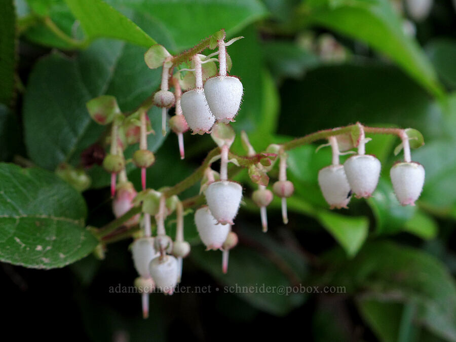 salal flowers (Gaultheria shallon) [Saddle Mountain Trail, Clatsop County, Oregon]