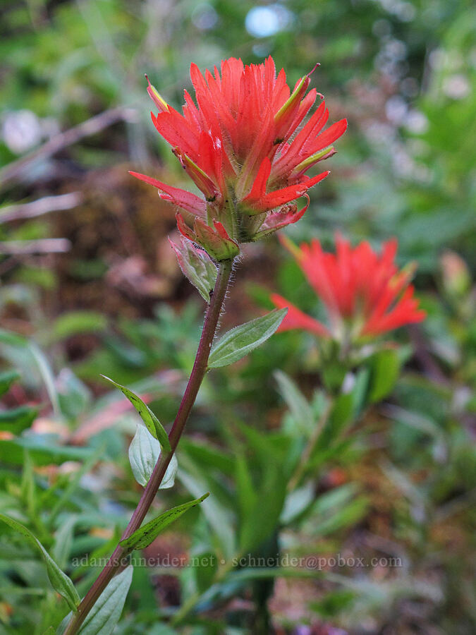 paintbrush (Castilleja miniata) [Saddle Mountain Trail, Clatsop County, Oregon]
