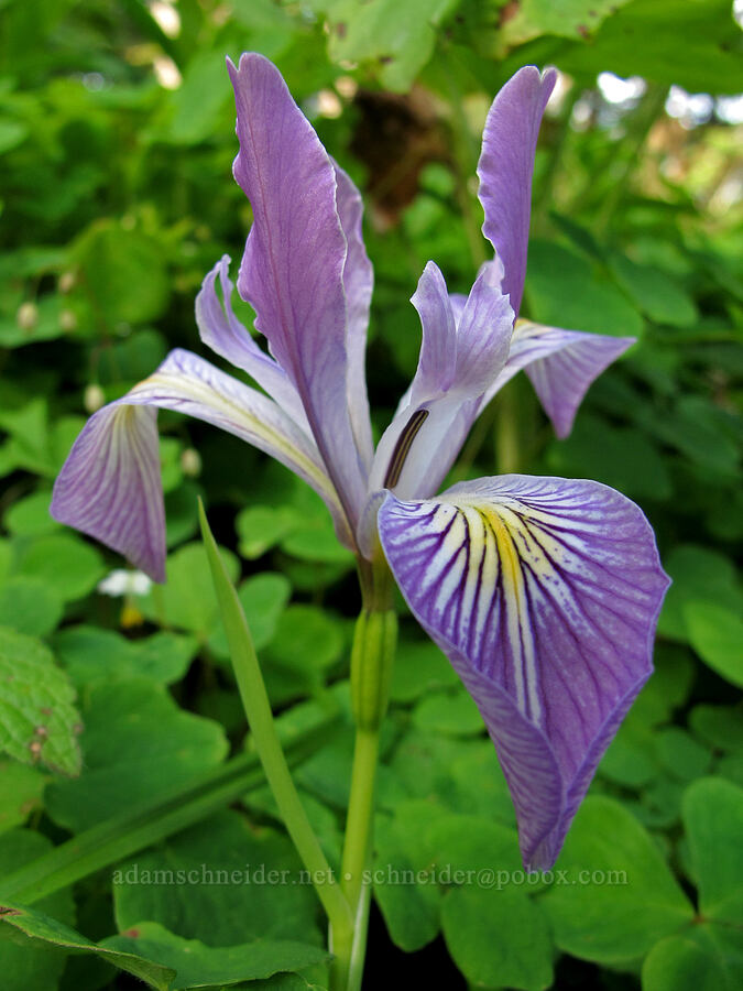 Oregon iris (Iris tenax) [Saddle Mountain Trail, Clatsop County, Oregon]