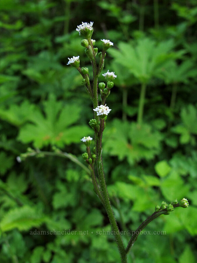 pathfinder (trail-plant) (Adenocaulon bicolor) [Saddle Mountain Trail, Clatsop County, Oregon]