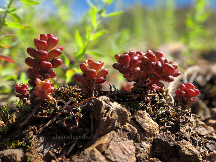 Oregon stonecrop (Sedum oreganum) [Saddle Mountain Trail, Clatsop County, Oregon]