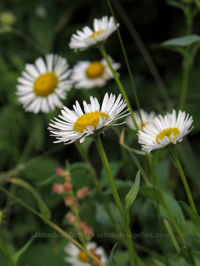 Alice Eastwood's fleabane (Erigeron aliceae) [Saddle Mountain Trail, Clatsop County, Oregon]