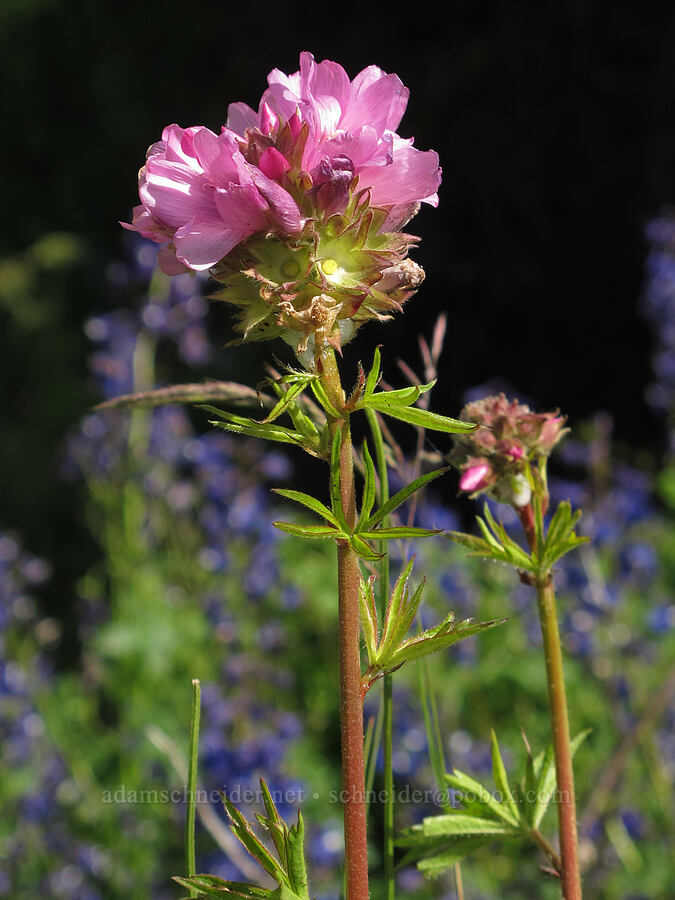 hairy-stemmed checker-mallow (Sidalcea hirtipes) [Saddle Mountain Trail, Clatsop County, Oregon]