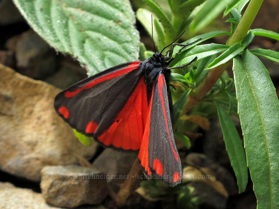 cinnabar moth (Tyria jacobaeae) [Saddle Mountain Trail, Clatsop County, Oregon]