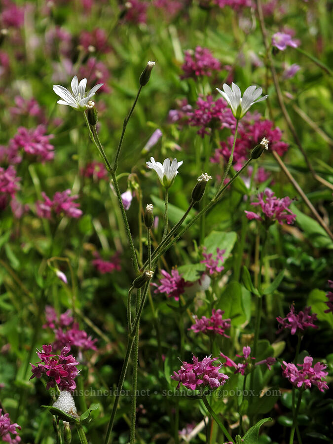 field chickweed & rosy plectritis (Cerastium arvense, Plectritis congesta) [Saddle Mountain Trail, Clatsop County, Oregon]