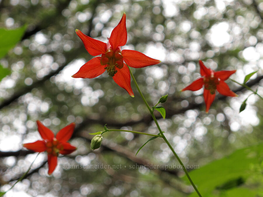 crimson columbine (Aquilegia formosa) [Saddle Mountain Trail, Clatsop County, Oregon]
