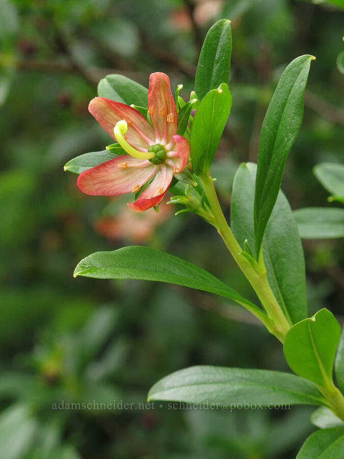 copperbush (Elliottia pyroliflora (Cladothamnus pyroliflorus)) [Saddle Mountain Trail, Clatsop County, Oregon]