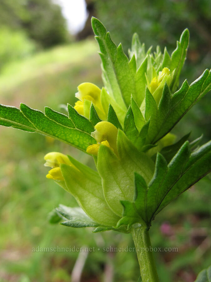 yellow rattle (Rhinanthus groenlandicus (Rhinanthus minor ssp. groenlandicus)) [Saddle Mountain Trail, Clatsop County, Oregon]