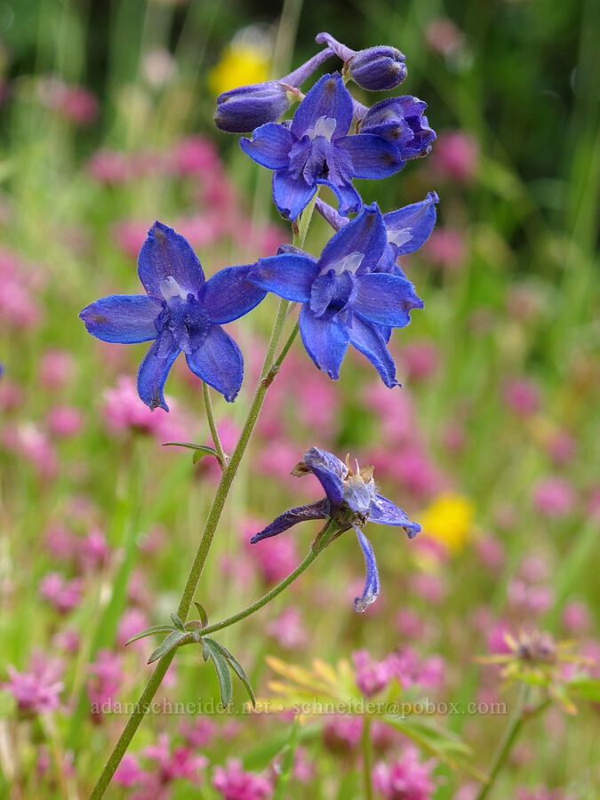 larkspur (Delphinium sp.) [Saddle Mountain Trail, Clatsop County, Oregon]