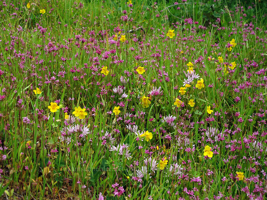 rosy plectritis, scalloped onion, & monkeyflower (Plectritis congesta ssp. brachystemon, Allium crenulatum, Erythranthe guttata (Mimulus guttatus)) [Saddle Mountain Trail, Clatsop County, Oregon]