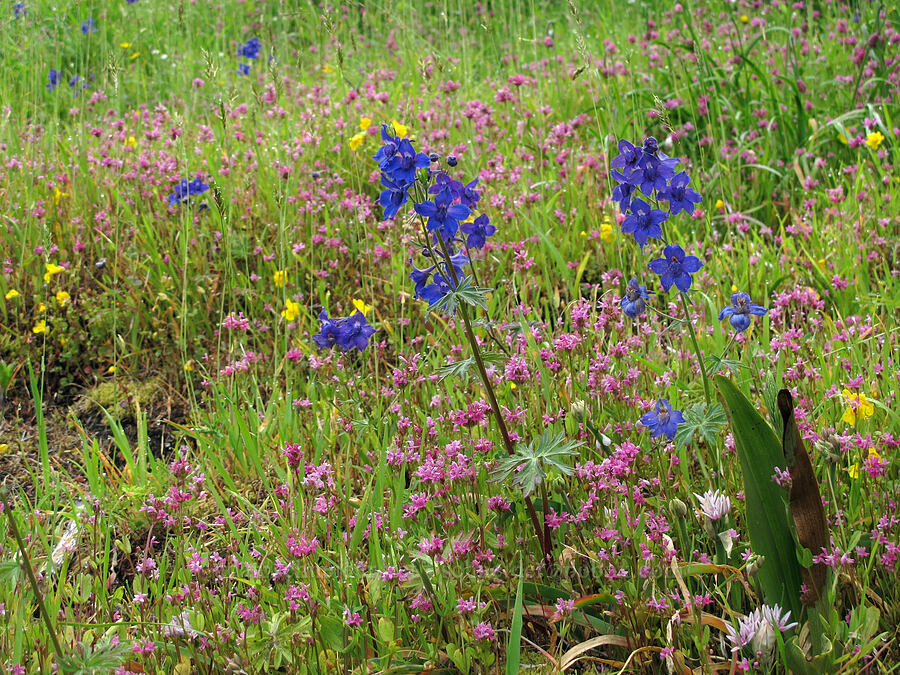 larkspur, rosy plectritis, & monkeyflower (Delphinium sp., Plectritis congesta, Erythranthe guttata (Mimulus guttatus)) [Saddle Mountain Trail, Clatsop County, Oregon]