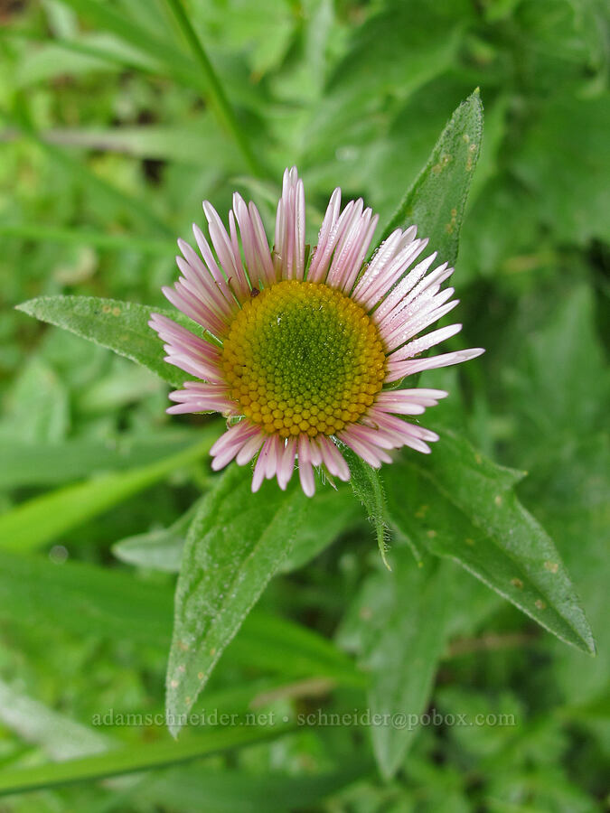 Alice Eastwood's fleabane (Erigeron aliceae) [Saddle Mountain Trail, Clatsop County, Oregon]