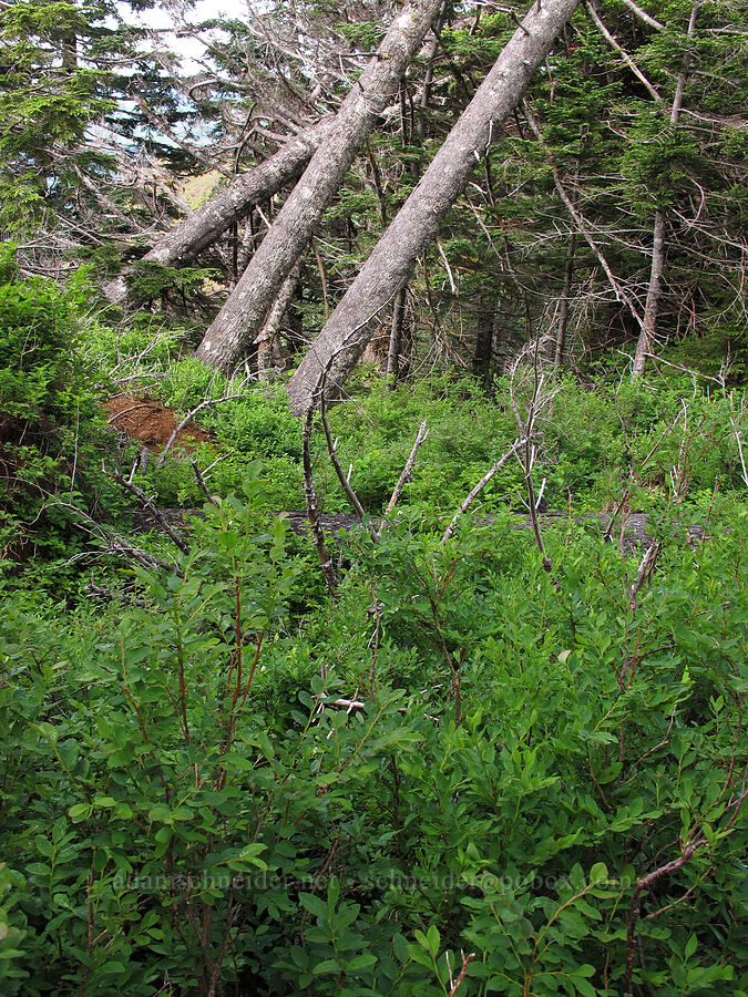bushwhack [Saddle Mountain Trail, Clatsop County, Oregon]