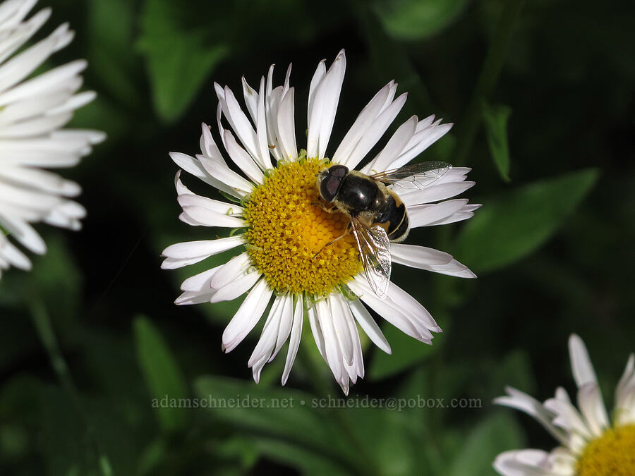 drone fly on Alice's fleabane (Eristalis hirta, Erigeron aliceae) [Saddle Mountain Trail, Clatsop County, Oregon]