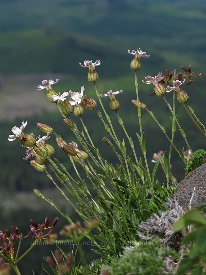 Douglas' campion (catchfly) (Silene douglasii) [Saddle Mountain Trail, Clatsop County, Oregon]