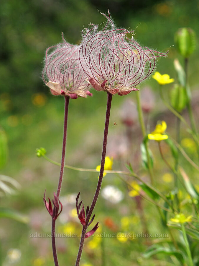 prairie smoke (Geum triflorum) [Saddle Mountain Trail, Clatsop County, Oregon]