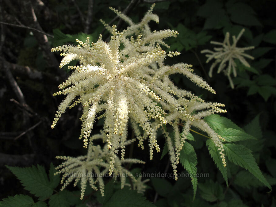 goatsbeard (Aruncus dioicus (Aruncus sylvester)) [Saddle Mountain Trail, Clatsop County, Oregon]