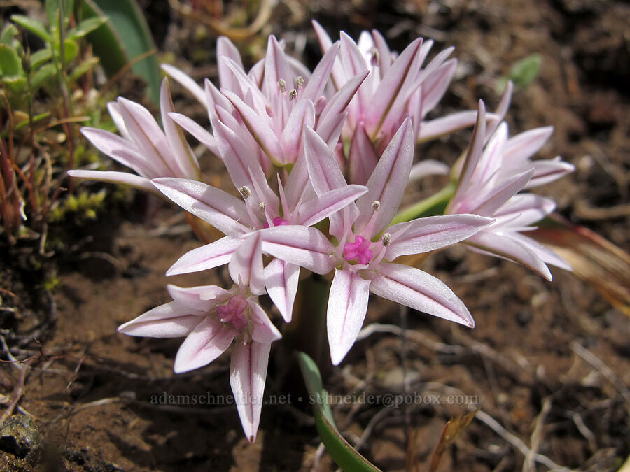 scalloped onion (Olympic onion) (Allium crenulatum) [Saddle Mountain Trail, Clatsop County, Oregon]
