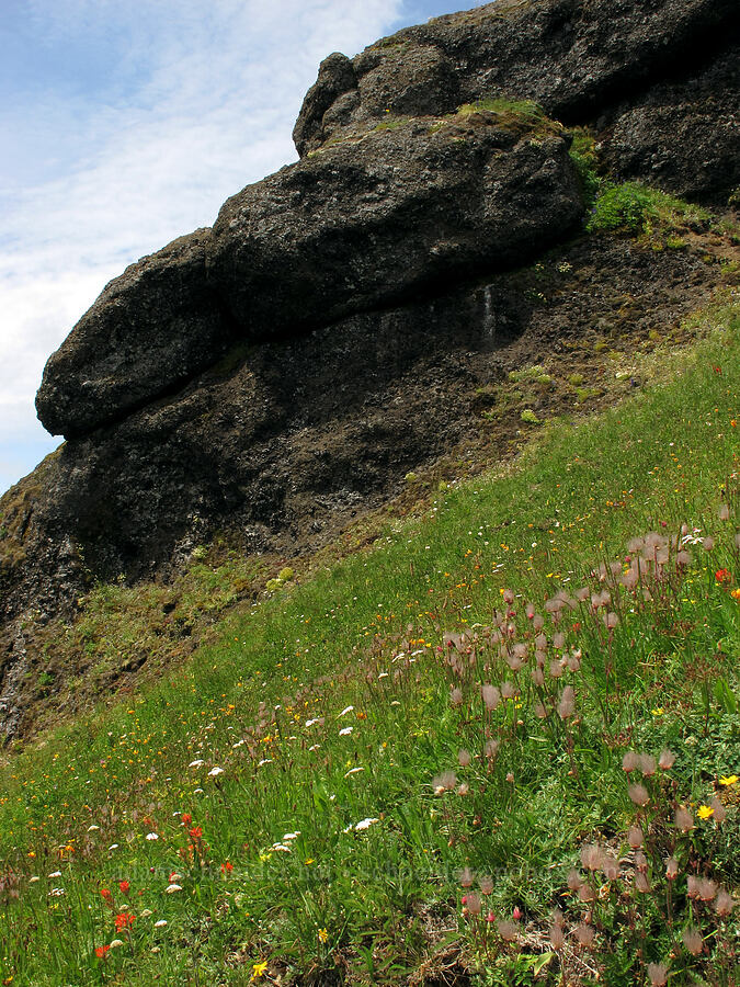 wildflowers & cliffs [Saddle Mountain Trail, Clatsop County, Oregon]