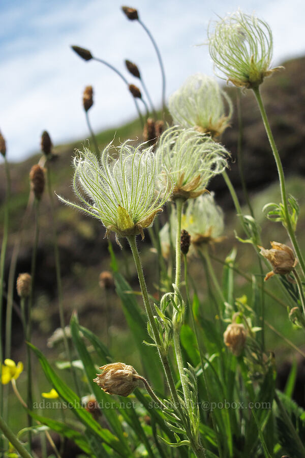 green prairie smoke (Geum triflorum) [Saddle Mountain Trail, Clatsop County, Oregon]