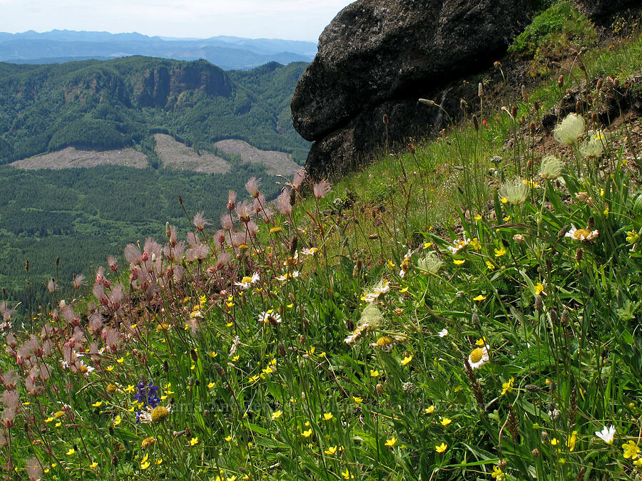 two colors of prairie smoke (Geum triflorum) [Saddle Mountain Trail, Clatsop County, Oregon]