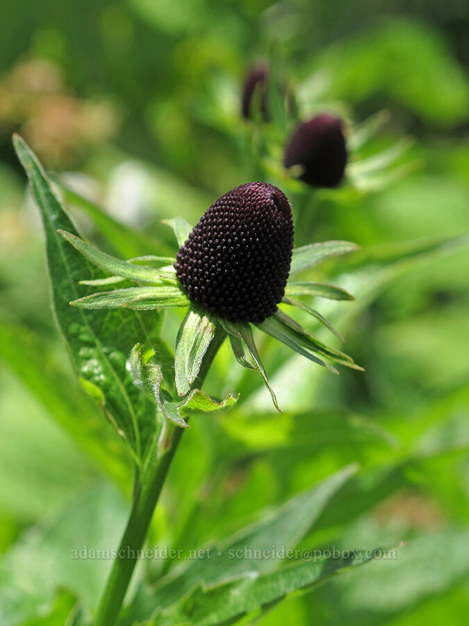 western coneflower (Rudbeckia occidentalis) [Saddle Mountain Trail, Clatsop County, Oregon]