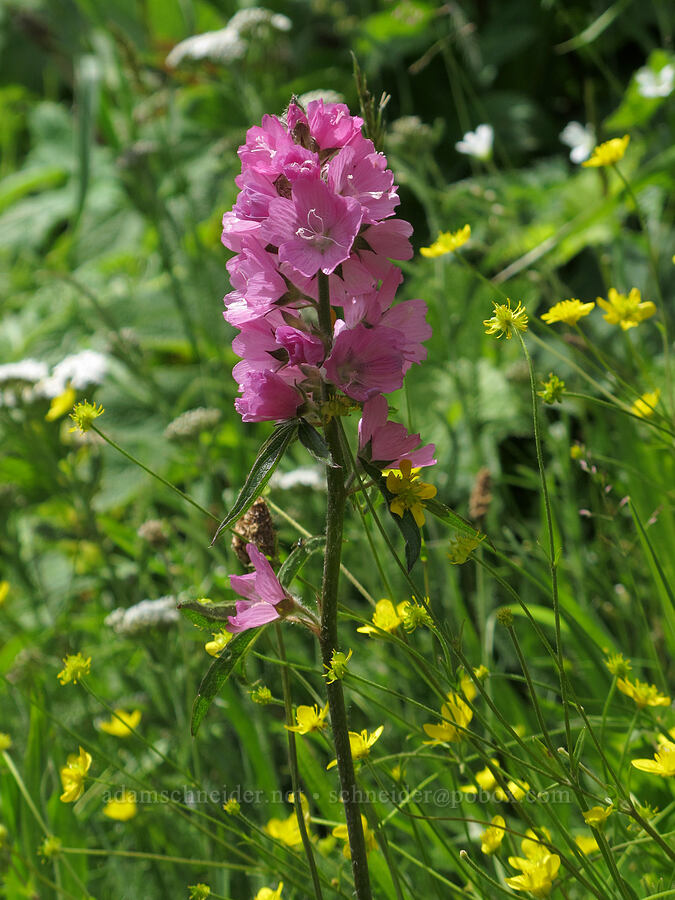 checker-mallow & buttercups (Sidalcea hirtipes, Ranunculus sp.) [Saddle Mountain Trail, Clatsop County, Oregon]