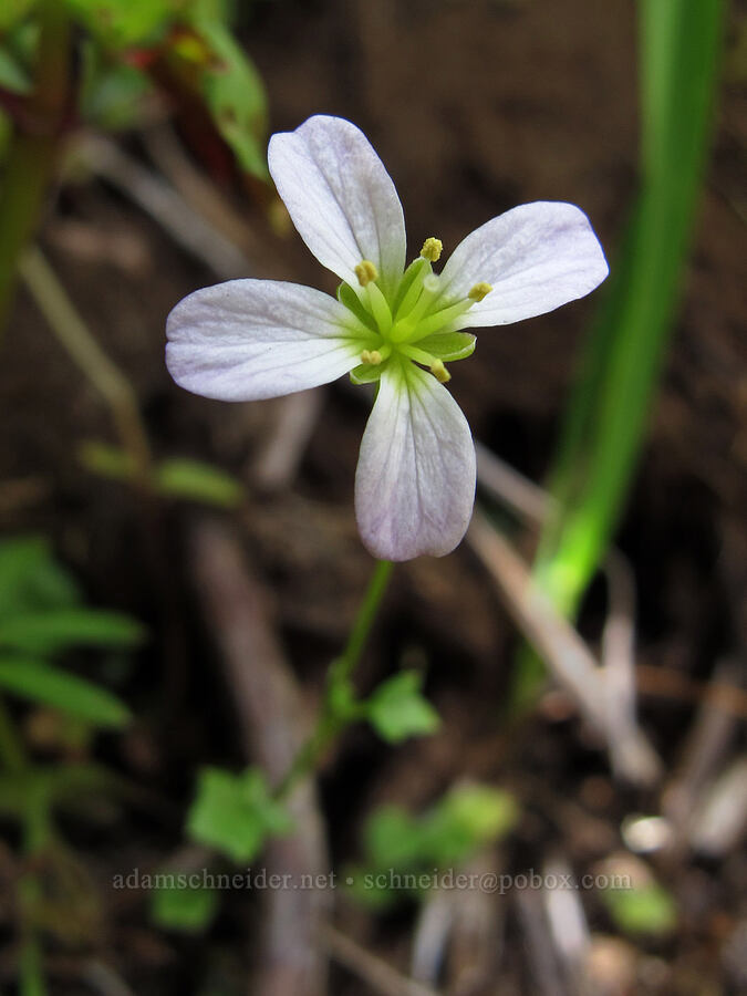 Saddle Mountain bitter-cress (Cardamine pattersonii) [Saddle Mountain Trail, Clatsop County, Oregon]