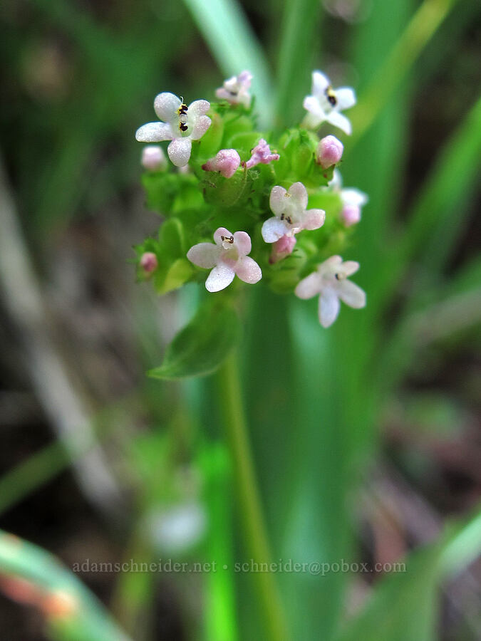 short-spur sea-blush (Plectritis congesta ssp. brachystemon) [Saddle Mountain Trail, Clatsop County, Oregon]