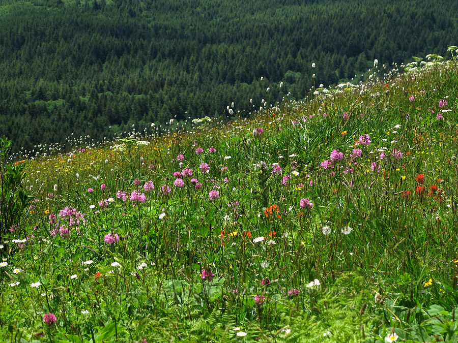 wildflowers [Saddle Mountain Trail, Clatsop County, Oregon]
