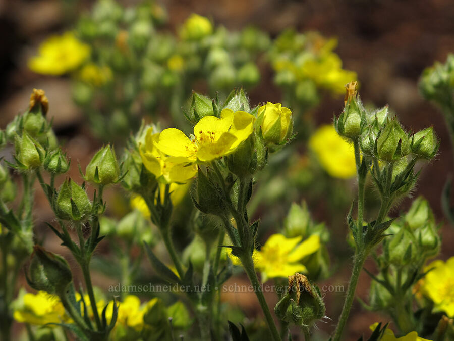 slender cinquefoil (Potentilla gracilis) [Saddle Mountain Trail, Clatsop County, Oregon]
