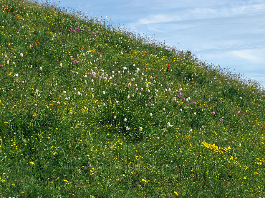 wildflowers [Saddle Mountain Trail, Clatsop County, Oregon]