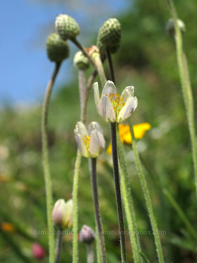 Pacific anemone (Anemone multifida) [Saddle Mountain Trail, Clatsop County, Oregon]
