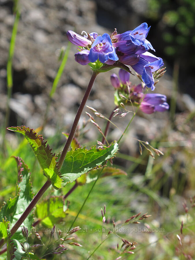 coast penstemon (Cascades penstemon) (Penstemon serrulatus) [Saddle Mountain summit, Clatsop County, Oregon]