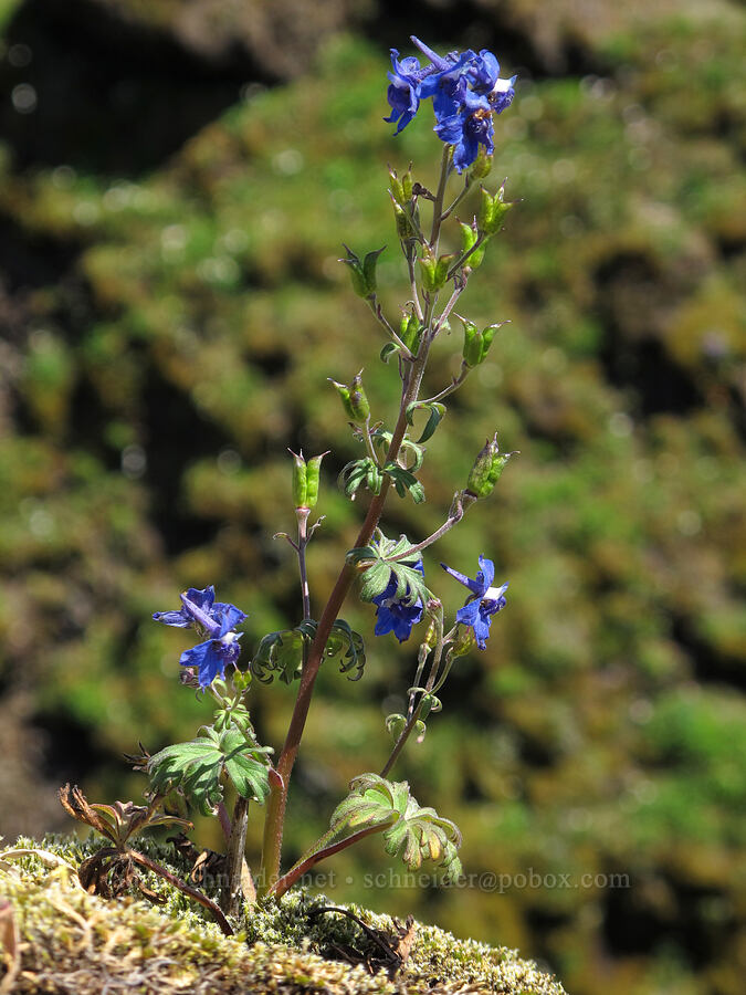 larkspur (Delphinium sp.) [Saddle Mountain summit, Clatsop County, Oregon]
