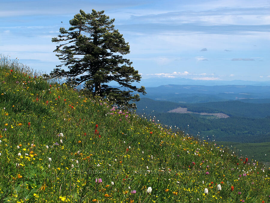 wildflowers & a noble fir (Abies procera) [Saddle Mountain Trail, Clatsop County, Oregon]