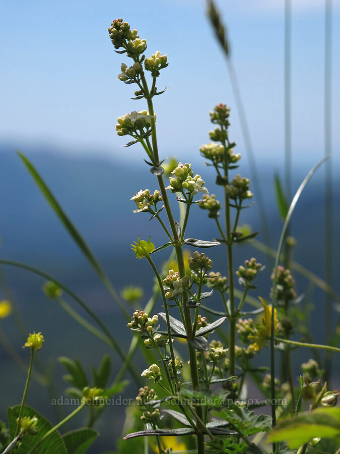 northern bedstraw (Galium boreale) [Saddle Mountain Trail, Clatsop County, Oregon]