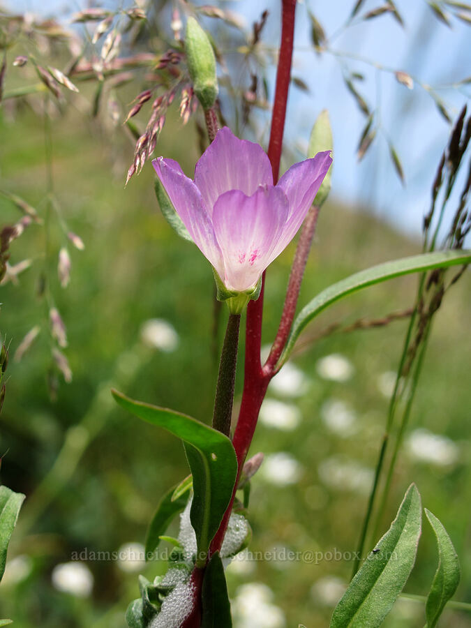 farewell-to-spring (Clarkia amoena ssp. caurina) [Saddle Mountain Trail, Clatsop County, Oregon]