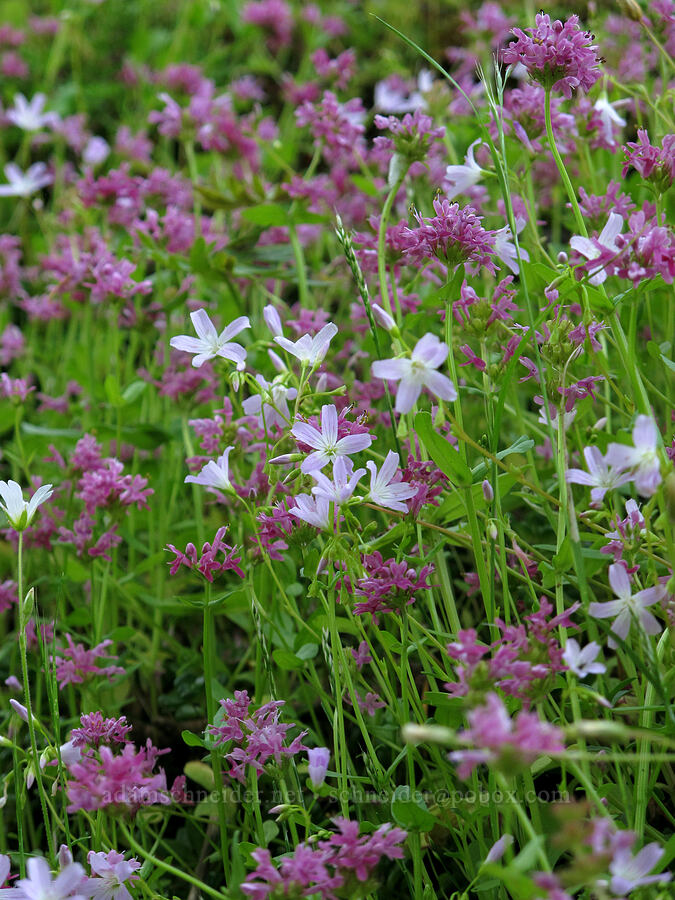 little-leaf montia & rosy plectritis (Montia parvifolia (Claytonia parvifolia), Plectritis congesta) [Saddle Mountain Trail, Clatsop County, Oregon]