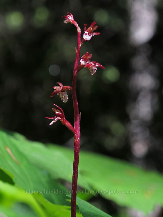 spotted coral-root orchid (Corallorhiza maculata) [Saddle Mountain Trail, Clatsop County, Oregon]