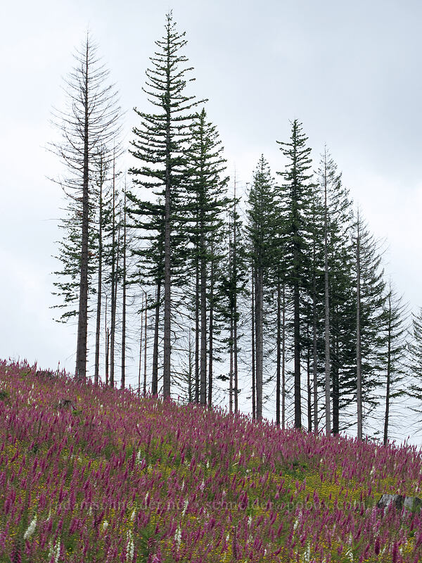 foxglove in a clear-cut (Digitalis purpurea) [L-1200 Road, Gifford Pinchot National Forest, Skamania County, Washington]