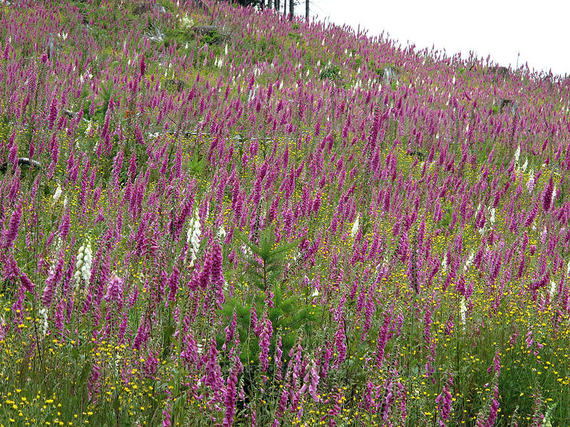 foxglove in a clear-cut (Digitalis purpurea) [L-1200 Road, Gifford Pinchot National Forest, Skamania County, Washington]