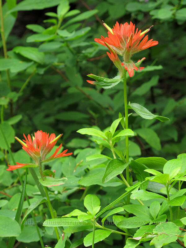 paintbrush (Castilleja sp.) [Grouse Vista Trail, Gifford Pinchot National Forest, Clark County, Washington]