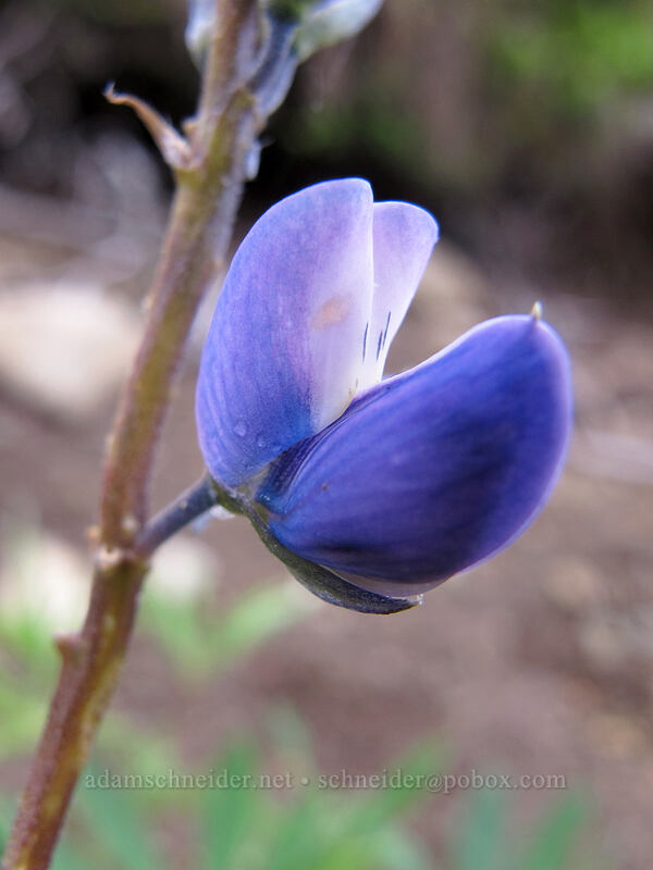 lupine close-up (Lupinus sp.) [Grouse Vista Trail, Gifford Pinchot National Forest, Clark County, Washington]