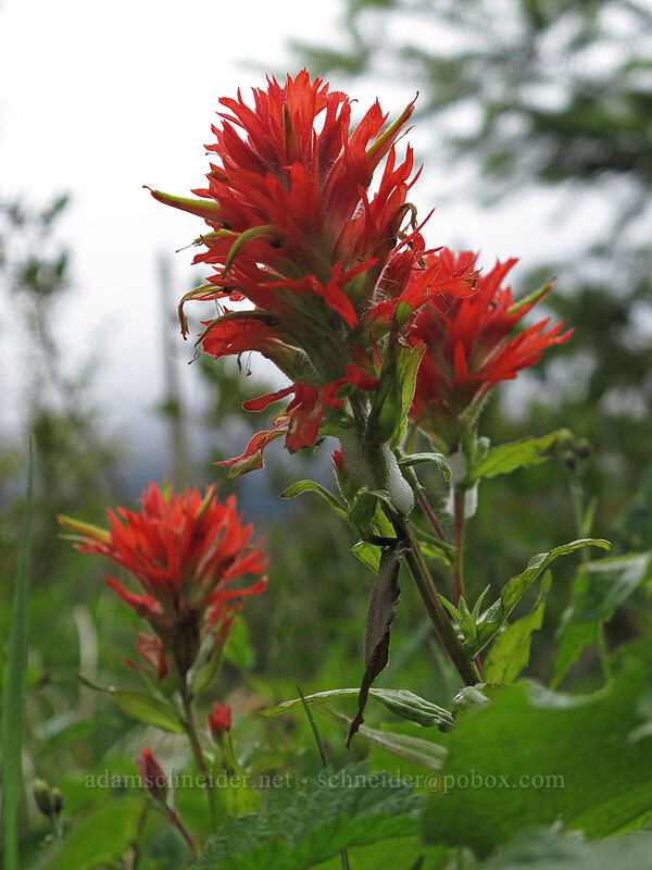paintbrush (Castilleja miniata) [Grouse Vista Trail, Gifford Pinchot National Forest, Clark County, Washington]