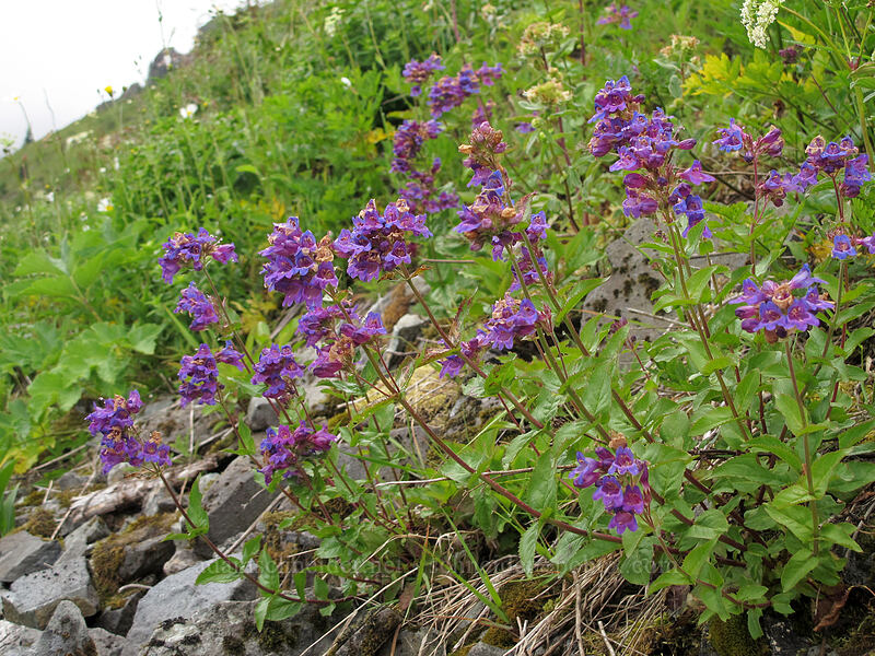 Cascade penstemon (Penstemon serrulatus) [Grouse Vista Trail, Gifford Pinchot National Forest, Clark County, Washington]