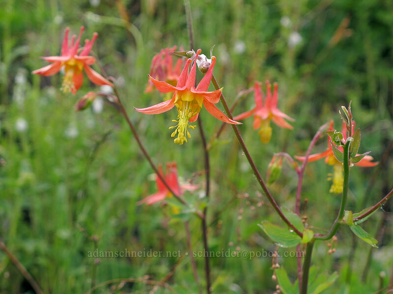 columbines (Aquilegia formosa) [Grouse Vista Trail, Gifford Pinchot National Forest, Clark County, Washington]